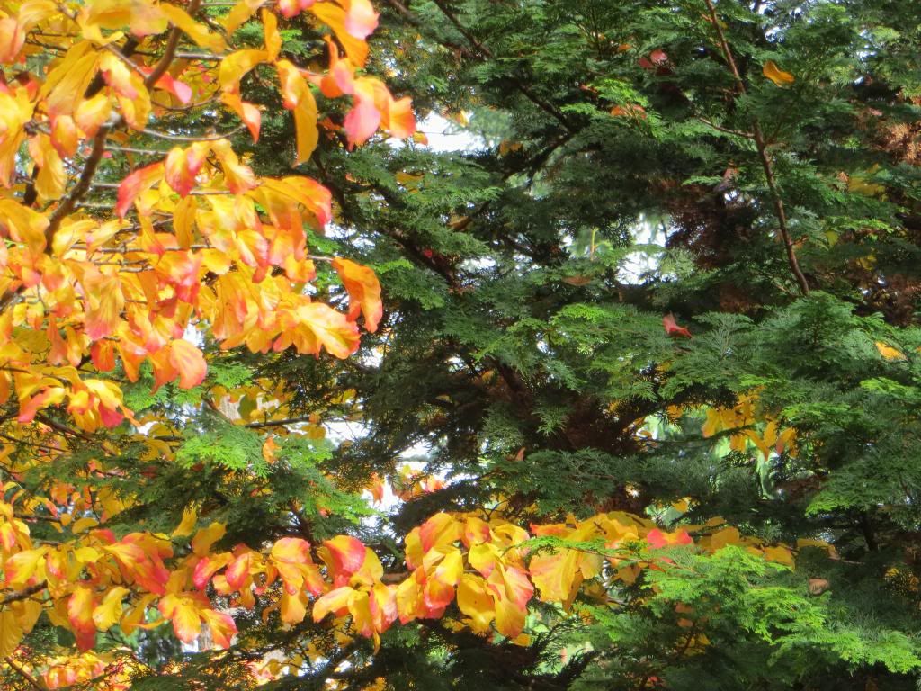 Parrotia persica photo 006-1.jpg