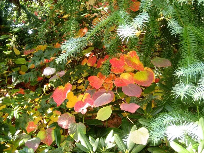 Disanthus cercidifolium, Fall color photo 2997300790036511179.jpg