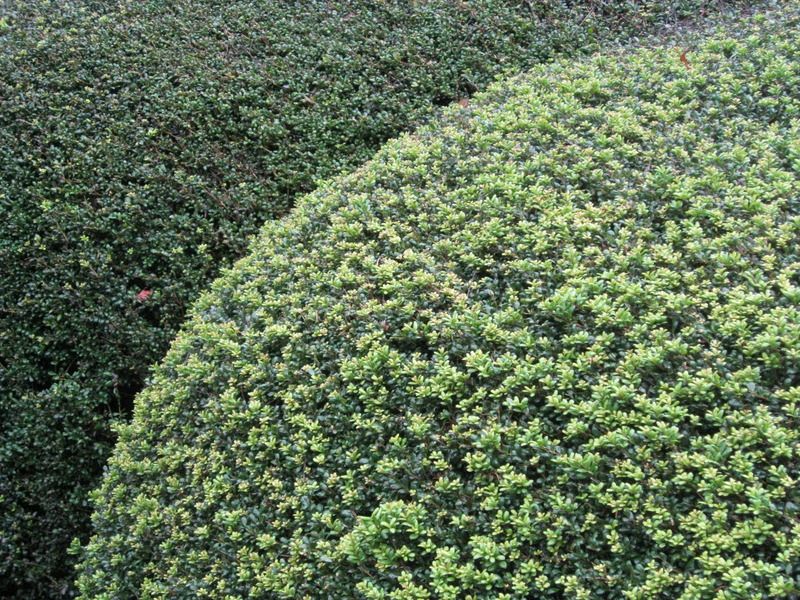 Replacement plant for boxwoods