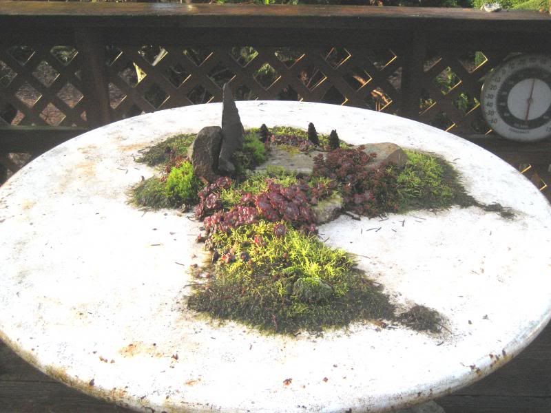 Sedums, moss, rocks, and a table. photo IMG_3587.jpg