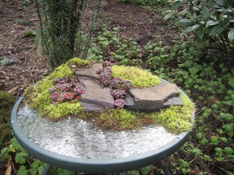 Sedums, moss, rocks, and a table. photo IMG_3596.jpg