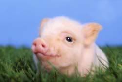 pig-2.jpg