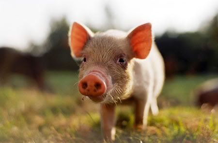 pig-3.jpg