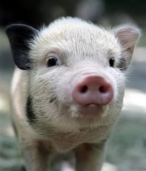 piggie.jpg