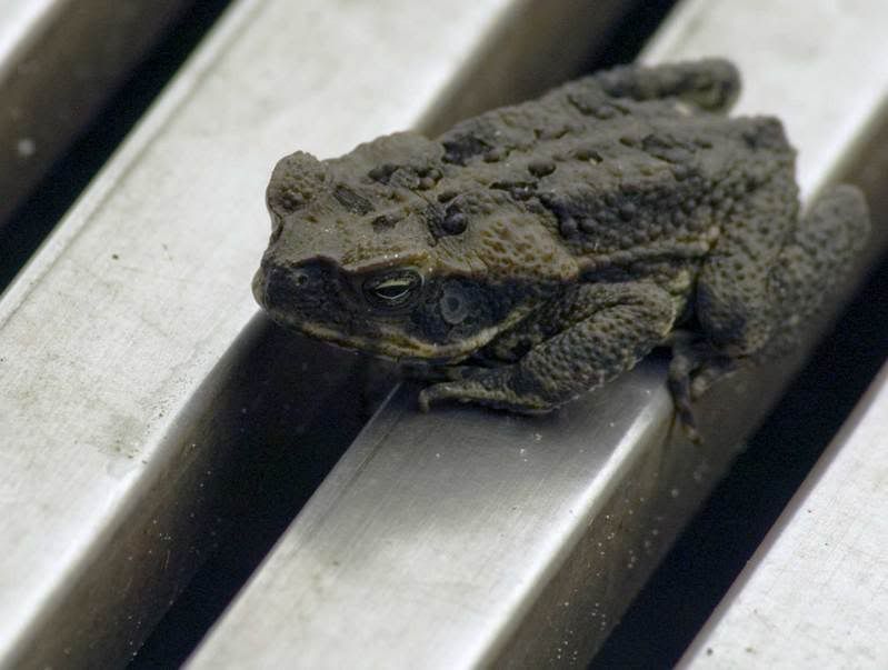Fijian-toad.jpg