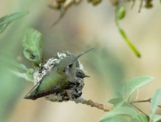 hummingbird-nest.jpg