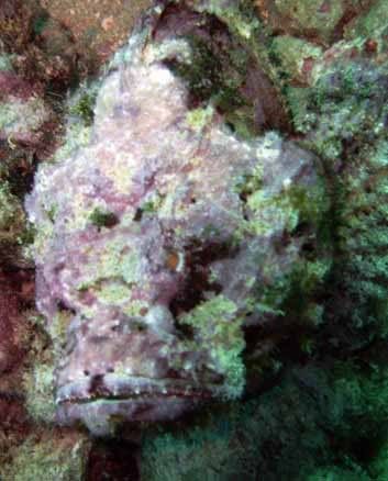 devil-scorpionfish.jpg