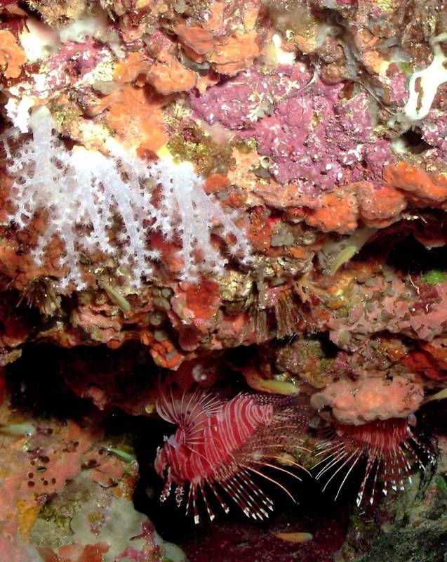 lionfish2-edited-0572.jpg