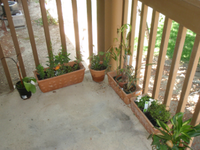 Flowers on Balcony