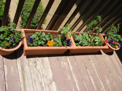 tomatoes and flowers in my front entry