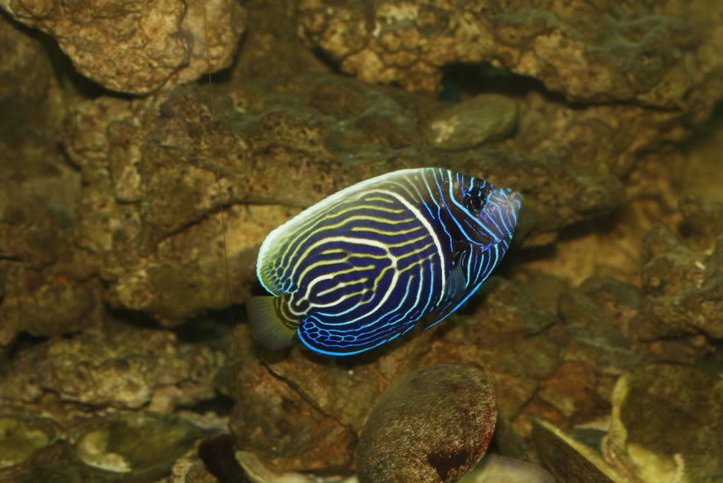 Ich treatment with Seachem Metronidazole vs Cupramine Page 2 Reef