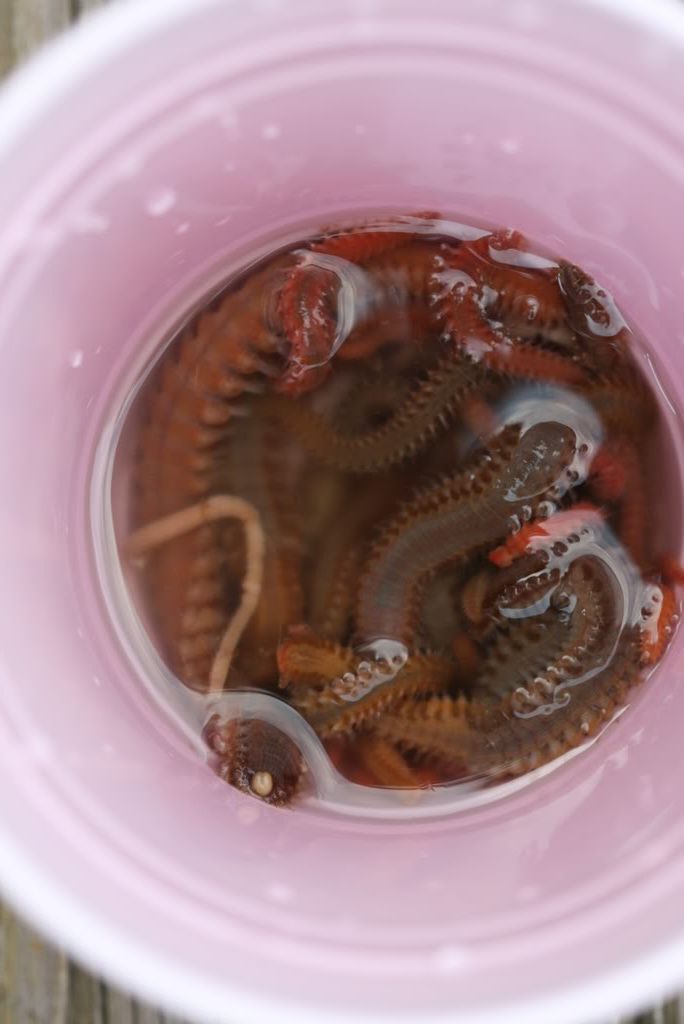 Ich treatment with Seachem Metronidazole vs Cupramine Reef Central