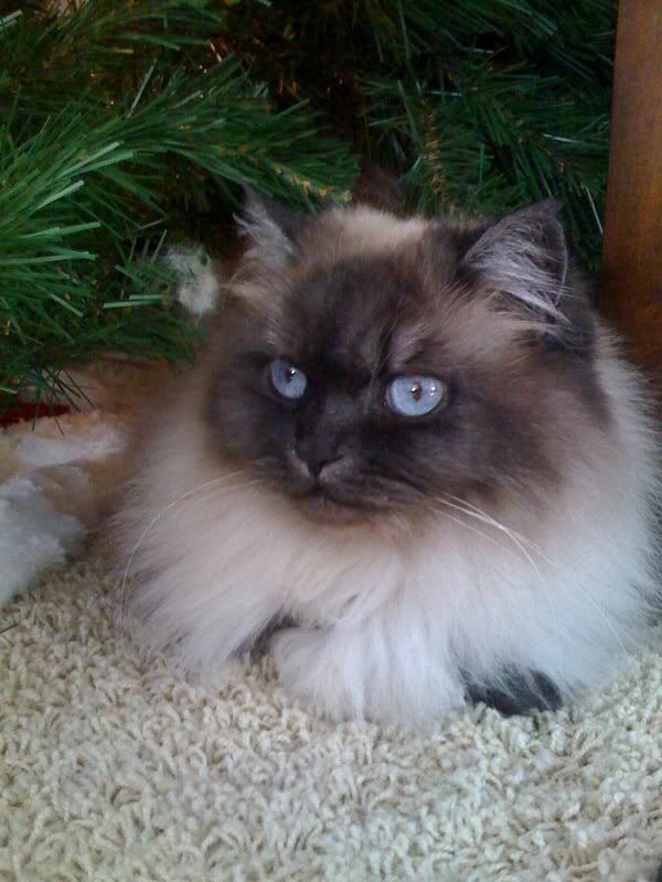Kitty.jpg