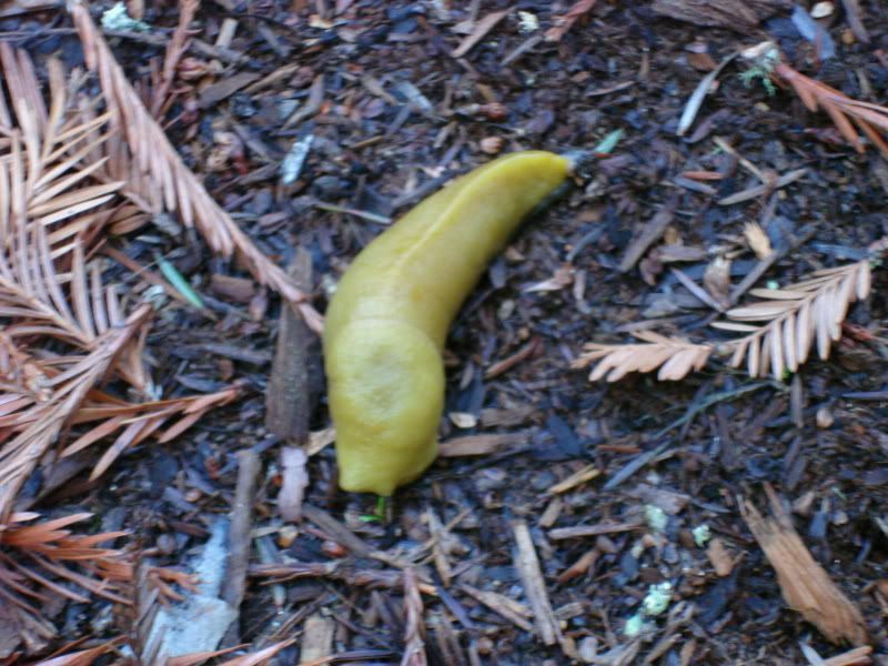 BananaSlug.jpg