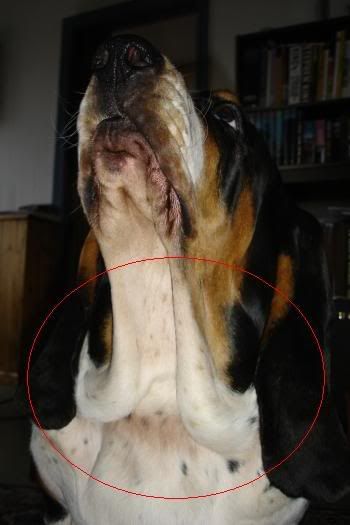 Dewlap?? - Basset Hounds: Basset Hound Dog Forums