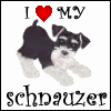 i love my schnauzer blinkie photo: Schnauzer lovemyschnauzer.gif