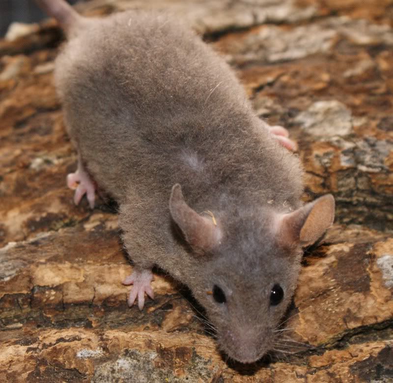 Fuzzy mice for sale Pet Mice Forum