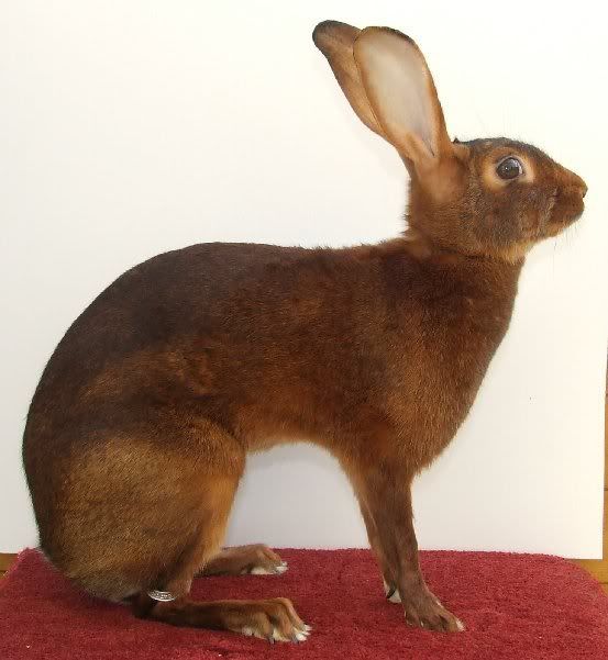 Belgian Hares for sale Reptile Forums