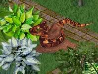 thankappan_11_0031.jpg