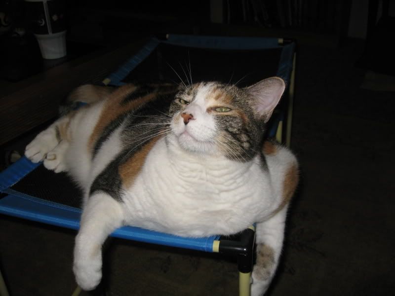IMG_2124.jpg FAT CAT image by Jclonts82