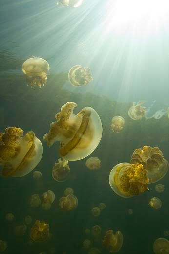 Jellyfish2.jpg