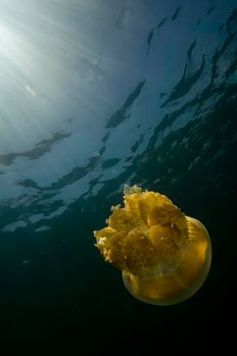 Jellyfish3.jpg