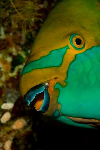 Parrotfish2.jpg