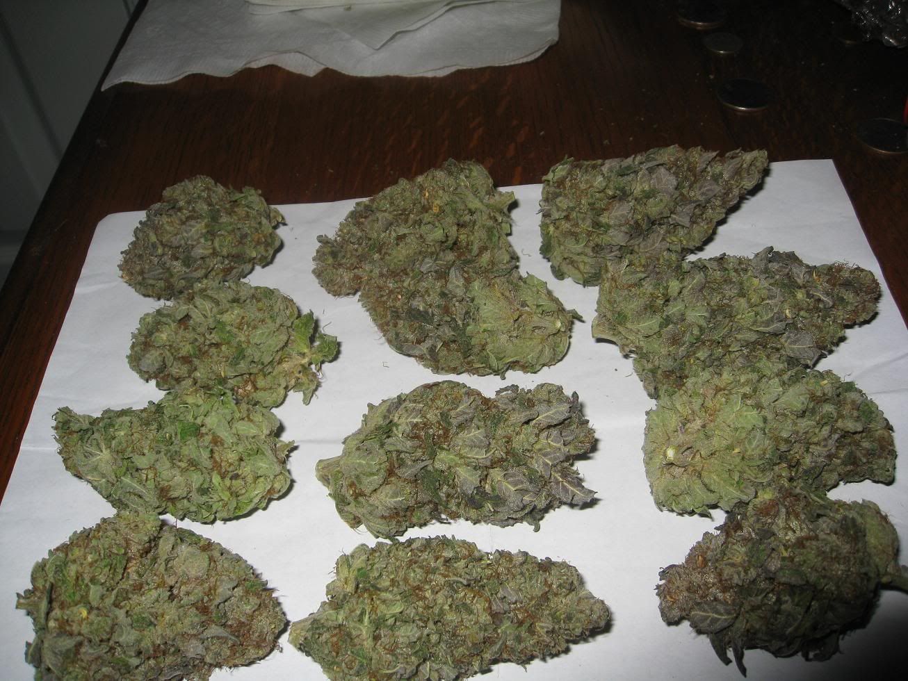 Qp Of Dro