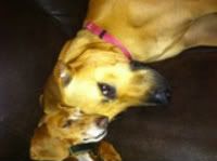 Maddie & Buster