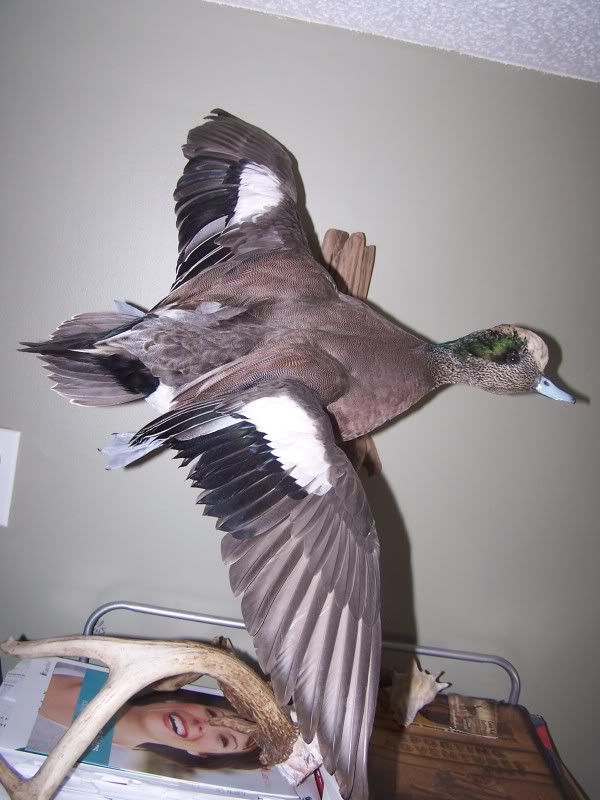 Western KY Taxidermists Kentucky Duck Hunting