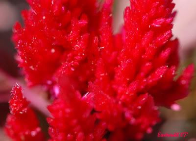 photo shop flowers