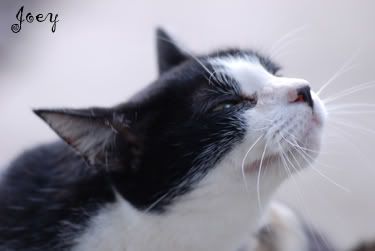 Joey the cat