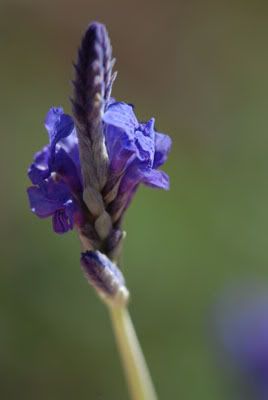 http://i75.photobucket.com/albums/i298/Earlendil/lavlav2.jpg