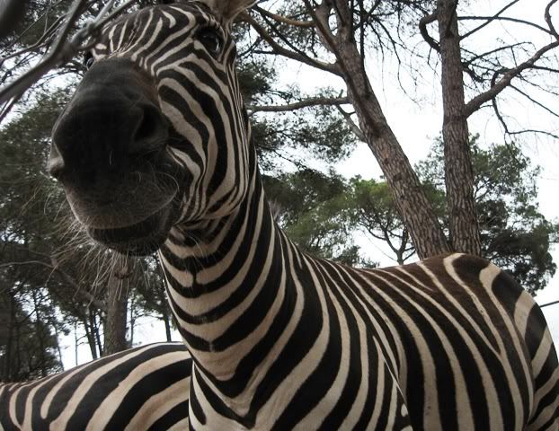 Photo Sharing and Video Hosting at Photobucket