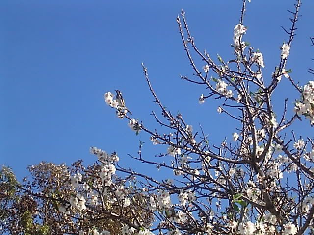 blossom008.jpg