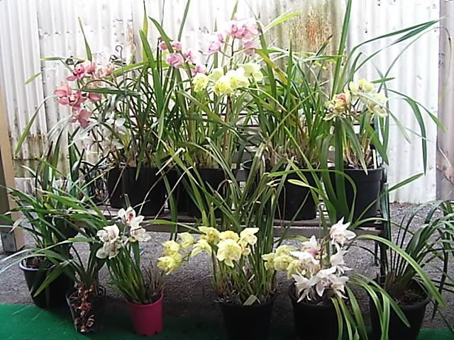 orchids006.jpg