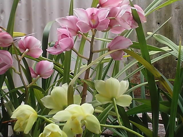 orchids007.jpg