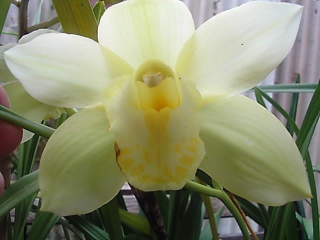 orchids008.jpg