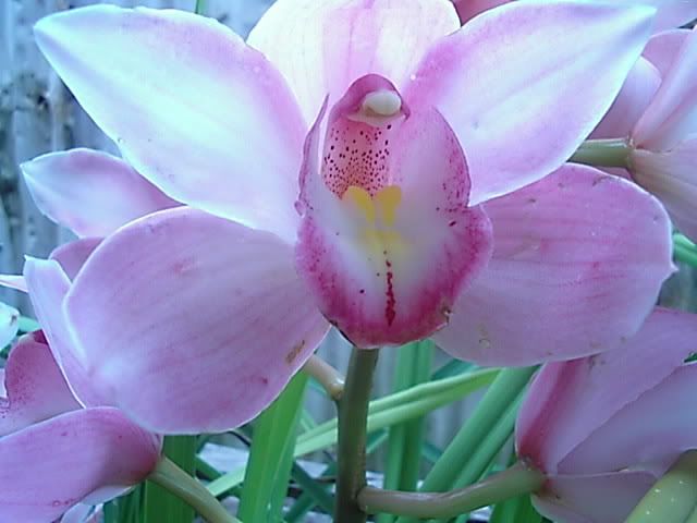 orchids009.jpg