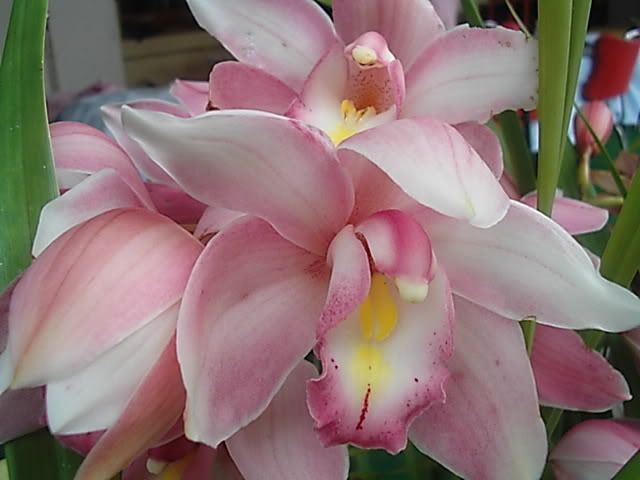orchids010.jpg