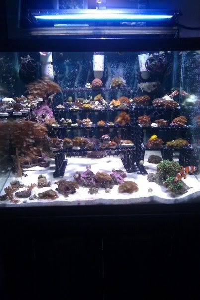45cube - zoa addicts frag tank