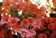 Flor