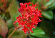 Flor