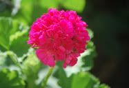 Flor