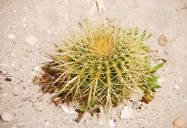Cacto