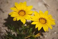 Flor