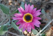 Flor