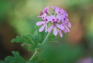 Flor
