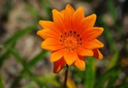 Flor