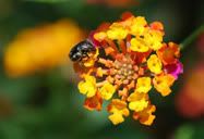 Flor
